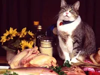 image Funny Cats Puzzle