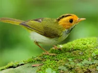 image Birds Slide